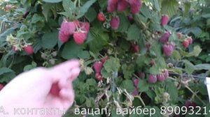 0435D3 супер ранний сорт малины