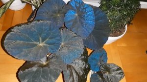 Begonia Xanthina Hook var Lazuli rhizo [sp]. Ночная съёмка . Бегония светящаяся в темноте.