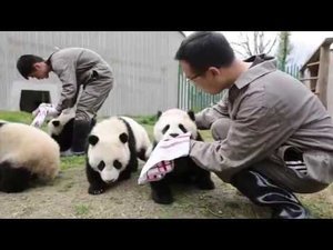 Панды. Путешествие в Россию (Трейлер)