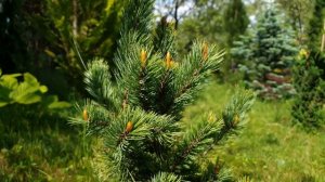 Сосна остиста. Pinus aristata