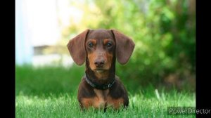 Полезное информации о том  с чем отличаются друг- друга Карликовая Такса и Такса.