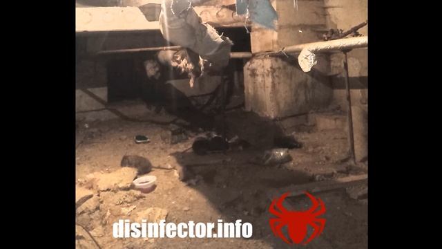 Крысы в подвале. Уничтожение крыс смотреть онлайн