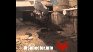 Крысы в подвале. Уничтожение крыс
