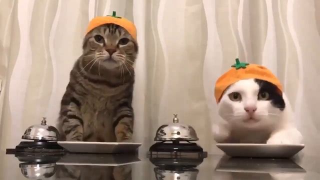 Котики Павлова (смешные коты) смотреть онлайн