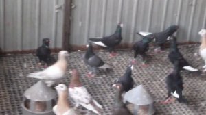 Самобытная порода  - Адана пикирующая. Турецкие и сирийские голуби.