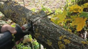 Шабельная піла BOSCH GSA 185-LI пілка BOSCH S2345X змагаюцца з бураломам пасля Кастрычніцкай навалы