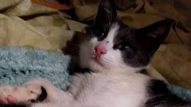 Кот пришёл на похороны хозяина❗ То, что случилось дальше невозможно поверить❗ смотреть онлайн