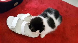 Cat Tussy likes my sandal 03.07.2016