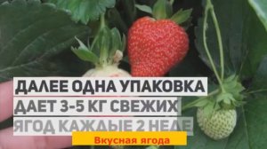 КЛУБНИКА? В КВАРТИРЕ КРУГЛЫЙ ГОД. Здоровенная клубника растет как бешеная! По 30 кг в неделю!