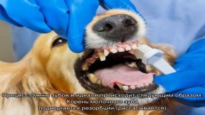 Сколько у собаки зубов?  Когда происходит смена зубов у щенков?