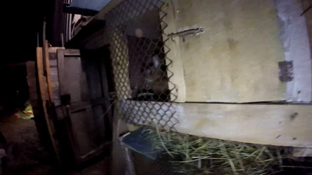 Вопрос? Крольчиха рано сделала гнездо) смотреть онлайн