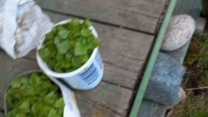Посадили капусту, горох, раскрываю тыквы и кабачки. Следим за погодой ночью