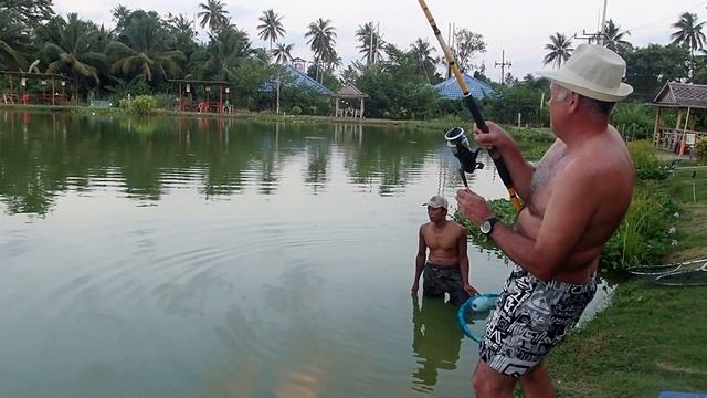 Сиамские карпы на Чалонге. смотреть онлайн