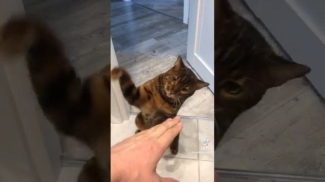 Кот боксер, отстаивание демократических ценностей, права домашних животных @kotidiotnomer1