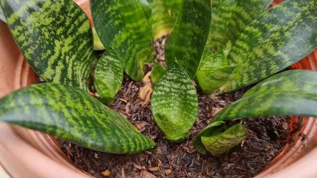 How to plants Sansevieria Dwarf Laurentiis / snake plants_របៀបដាំប្រទាលពស់ ឬ ព្រទាលអណ្តាតម្តាយក្មេ смотреть онлайн