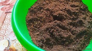 Клубневая бегония. Как прорастить клубни весной?