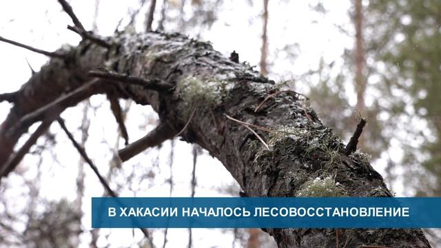 Врач подозревается в получении взятки//В Хакасии началось лесовосстановление - Абакан 24