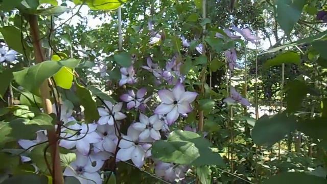 Clematis florida "Fond Memories"
