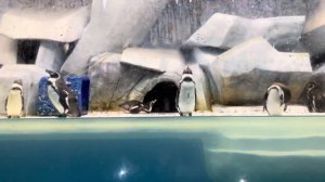 ЛАЗАРЕВСКОЕ 2021: пляж для инвалидов, пингвинарий, Витя и голуби 🕊😁горная река