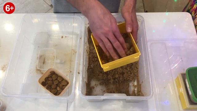 Стратификация косточек Абрикоса Мичуринский 06. смотреть онлайн