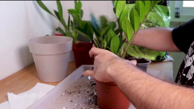 Plant Haul + Repot // Orchids and Houseplants (Subtitles/Legendas Eng/Pt) смотреть онлайн