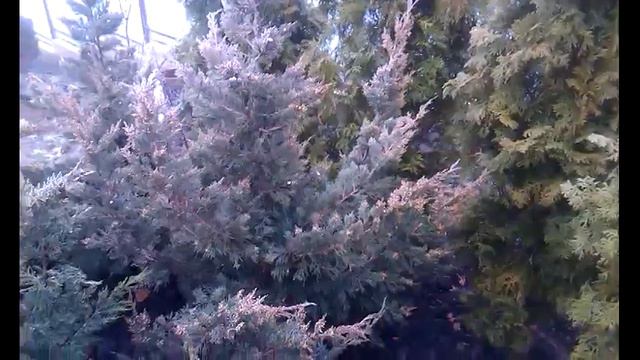 Можжевельник китайский "Монарх" смотреть онлайн