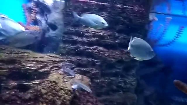 Грустные рыбы в террариуме смотреть онлайн