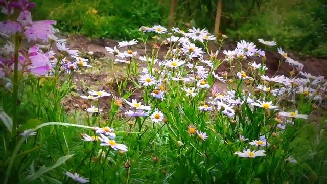 Autumn blues (Physostegia Viginiana & Kalimeris incisa) смотреть онлайн