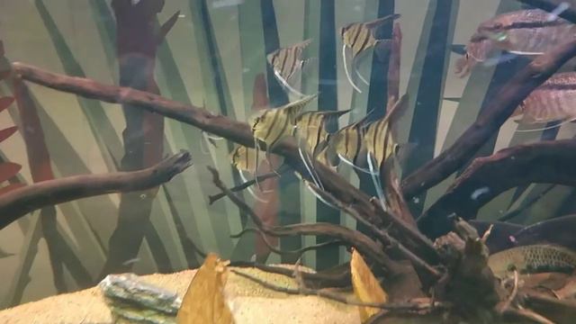 Московский зоопарк. Аквариум с рыбками? смотреть онлайн