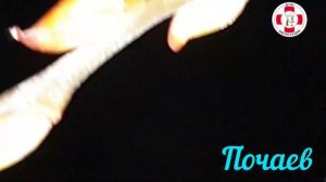 Верба распускается в декабре 2022 года! Чудо под праздник Введение во храм Пресвятой Богородицы.