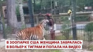 В зоопарке США женщина забралась в вольер к тиграм и попала на видео