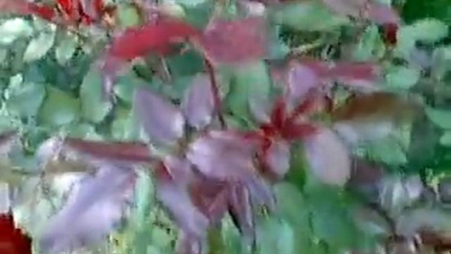 Розы садовые... дачные =) смотреть онлайн