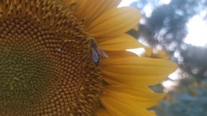 ⚡Подсолнух цветет а меда нет