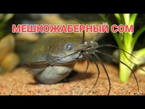 МЕШКОЖАБЕРНЫЙ СОМ. СОДЕРЖАНИЕ, УХОД, СОВМЕСТИМОСТЬ, КОРМЛЕНИЕ И РАЗМНОЖЕНИЕ