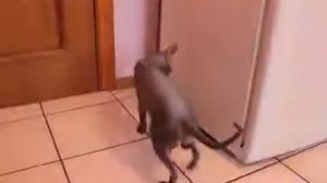 ГОВОРЯЩИЙ КОТ!!!   'Как дела'    'Нормально