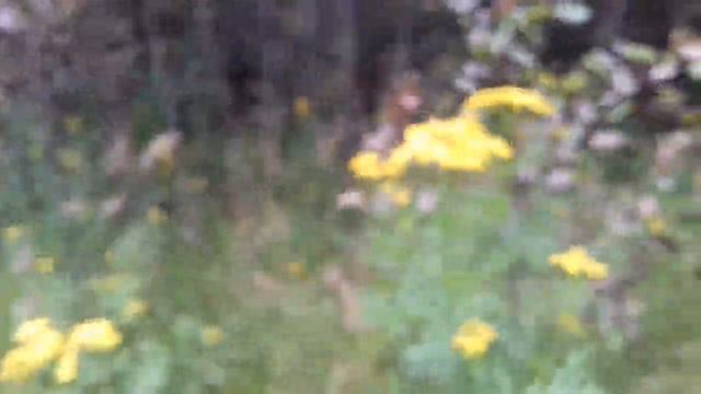 Музыка ветра... смотреть онлайн