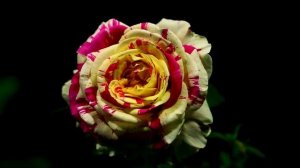Timelapse Rose 4К.Vanille Fraise   Как распускается роза  Ваниль Фрейз