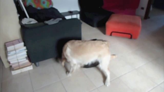 Golden Retriever VS Cane Lupo Italiano - Trilly VS Ayleen смотреть онлайн