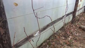 Обрезка 5 летнего куста винограда СИМОНЕ // Pruning a five year old grape bush