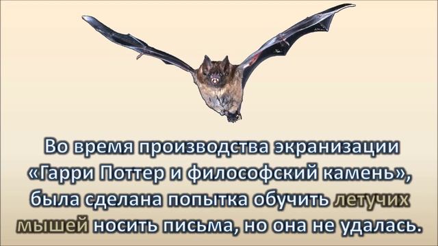 Совы из "Гарри Поттера" - Интересные факты смотреть онлайн