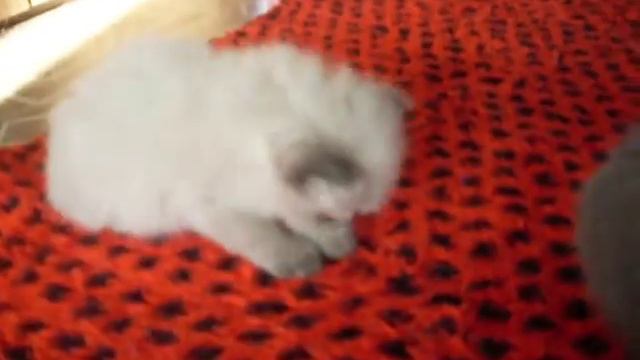 Маленькие чудики котята смотреть онлайн