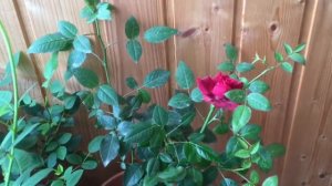 Укоренение розы из букета