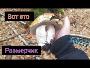 Благородные Грибы.   Сбор грибов ? собираем ?. Съедобные грибы.