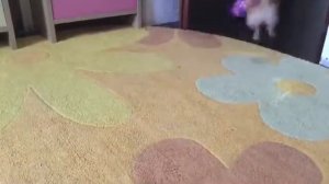 Как отучить собаку кусаться