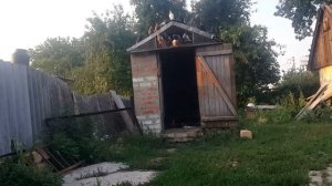 Что важно знать в период линьки голубей?