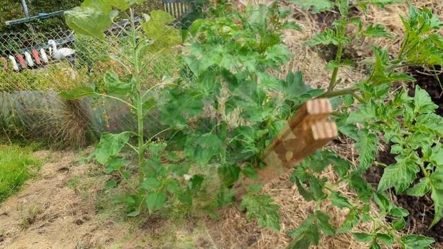 Наша дача в Германии. Собираем урожай. Уход, огород. Дачное сообщество заставляет состричь ограду смотреть онлайн