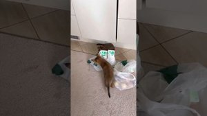 Чаузи ф1 2 месяца, чаузи ф3 4месяца