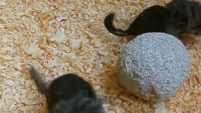 Шиншилла новорожденная смотреть онлайн