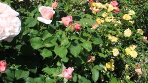 Роза обзор сортов 2019 сортов