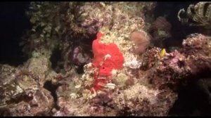 Предельная глубина - 343 - Красное море. Рифы Дахаба.